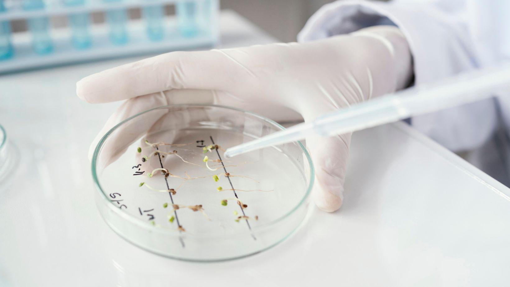 tissue culture success factors, tissue culture research, plant tissue culture techniques, tissue culture project tips, lab tissue culture, tissue culture methodology, plant biotechnology research, tissue culture optimization, tissue culture lab practices, plant propagation methods